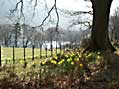 Spring time daffodils at Wast Water