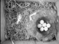 6 great tit eggs