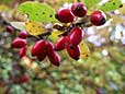 cotoneaster