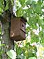 nest boxes - used by winter roosting birds