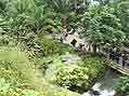 Giant lily pads in the humid tropics biome