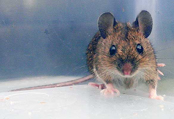 Wood mice & house mice - humane traps