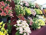 Shrewsbury Flower Show - Shropshire