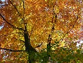 Hardcastle Crags - West Yorkshire