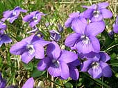 wild violets - Arnside - Cumbria