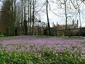 Crocuses & winter aconites - Cambridge