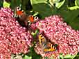 summer butterflies at Whitworth - Lancashire