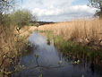 Leighton Moss