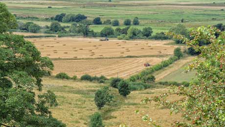 Harvest time on the Somerset Levels at Burton Pynsent (OS Grid Ref. ST375249 Nearest Post Code TA10 0PB)