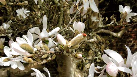 Magnolia (and ladybird!) at Tredegar House, Newport, South Wales (OS Grid Ref.  ST288852 Nearest Post Code NP10 8YW)