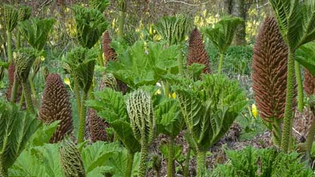 Gunnera plants in the jungle like bog garden at Penrhyn Castle
