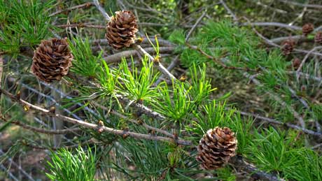 Pine cones and needles - Cowm Reservoir, Whitworth, Rossendale