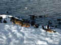 Winter visitors at Cowm Reservoir