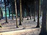 coniferous plantation