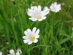 greater stitchwort