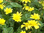 lesser celandine