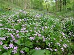 pink purslane