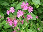 red campion