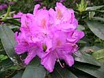 rhododendron