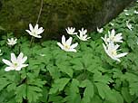 wood anemone