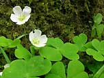 wood sorrel